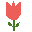 tulipan